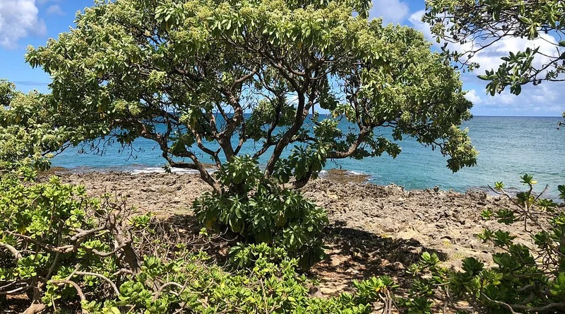 Alaia - Best Seafood Restaurants in Kahuku